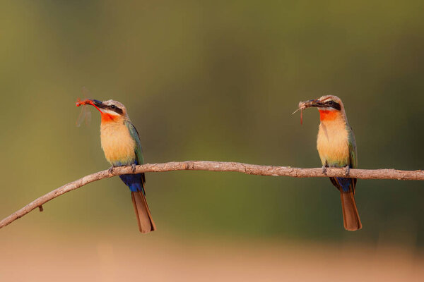 White fronted Bee eater (Merops bullockoides) sitting above above the nest holes in the riverbed of the Zambezi before bringing the insects to the young birds in Mana Pools National Park in Zimbabwe 