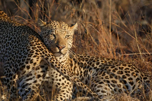 Femelle Léopard Tente Séduire Léopard Mâle Dans Sabi Sands Game — Photo