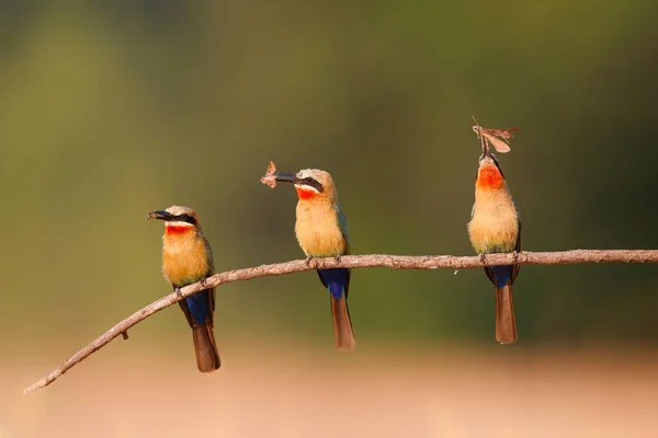 Mangiatore Api Bianche Frontali Merops Bullockoides Seduto Sopra Buche Del — Foto Stock