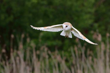 Hollanda 'da Noord Brabant' ta uçan baykuş (Tyto alba).