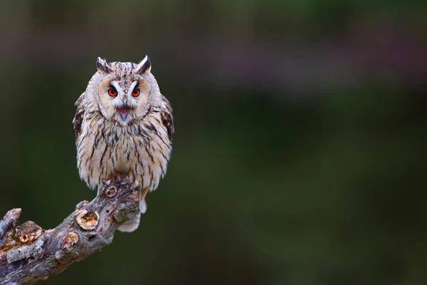 Beautiful Long Ear Owl Asio Otus Branch Forest Noord Brabant — стоковое фото