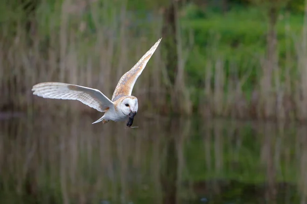 荷兰的Noord Brabant Barn Owl Tyto Alba 嘴里衔着老鼠飞行 — 图库照片