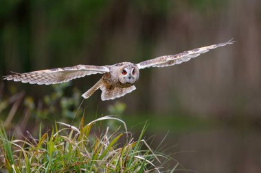 Hollanda 'da bir gölün üzerinde uçan bir Avrupa Kartal Baykuşu (Bubo bubo).