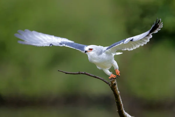 Černokřídlý Drak Elanus Caeruleus Létající Jihu Nizozemska — Stock fotografie