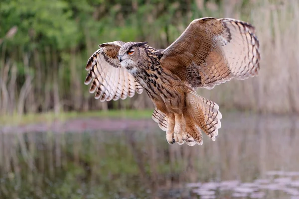 一只欧洲鹰猫头鹰 Bubo Bubo 飞越荷兰的一个湖面 — 图库照片