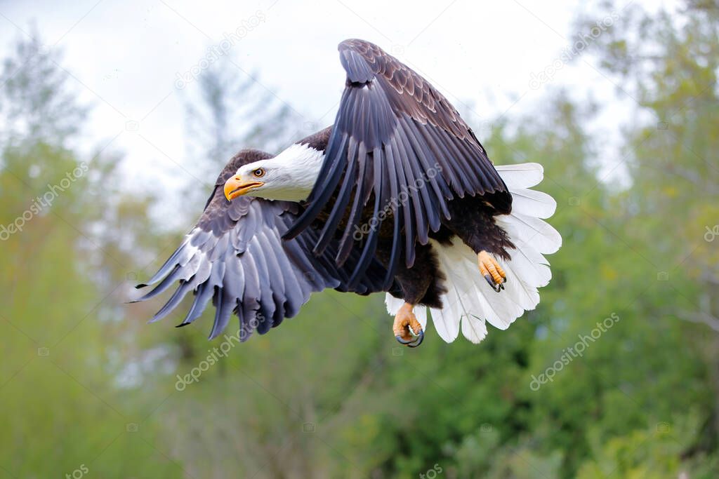 Bald eagle or American eagle (Haliaeetus leucocephalus) flying in the South of the Netherlands