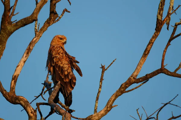 Tawny Eagle Sitzt Ersten Morgenlicht Kruger Nationalpark Südafrika Einem Baum — Stockfoto