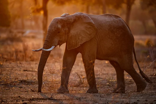 Gajah Jantan Mencari Makanan Pada Akhir Musim Kemarau Saat Matahari — Stok Foto