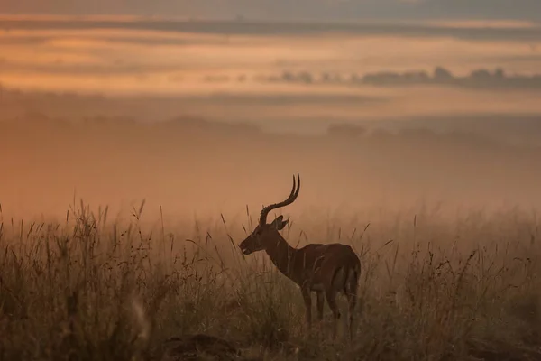 Impala Siluet Saat Matahari Terbit Dengan Kabut Atas Dataran Dan — Stok Foto