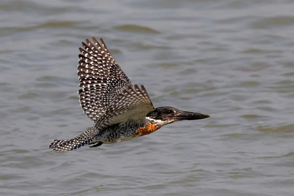 Raksasa Kingfisher Terbang Atas Sungai Zambezi Mana Pools National Park — Stok Foto