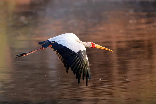 Yellow Billed Stork Flying Long Pool Mana Pools National Park — Stock Photo, Image