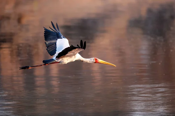 Yellow Billed Stork Flying Long Pool Mana Pools National Park — Stock Photo, Image