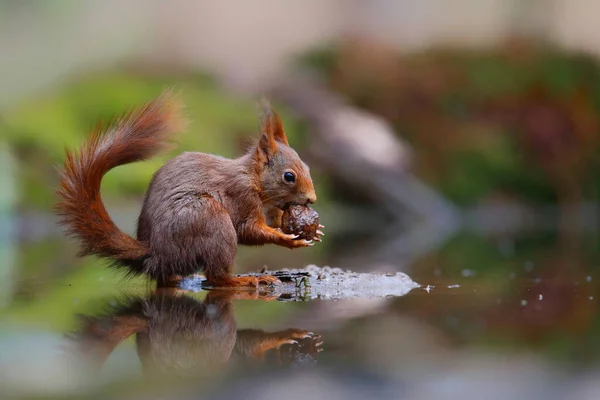 Eurasisches Rothörnchen Sciurus Vulgaris Auf Nahrungssuche Wald Süden Der Niederlande — Stockfoto