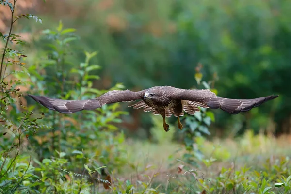 Hollanda Daki Noord Brabant Ormanında Akbaba Buteo Buteo Uçuyor Yeşil — Stok fotoğraf