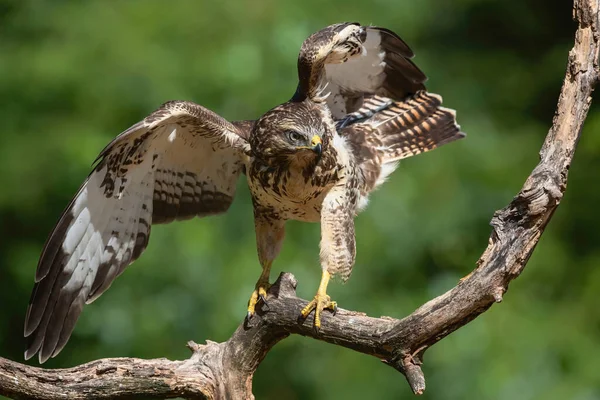 Common Buzzard Buteo Buteo Roztahuje Křídla Lese Noord Brabant Nizozemsku — Stock fotografie