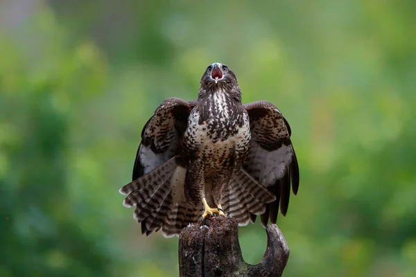 Buizerd Buteo Buteo Schreeuwt Het Bos Van Noord Brabant Nederland — Stockfoto