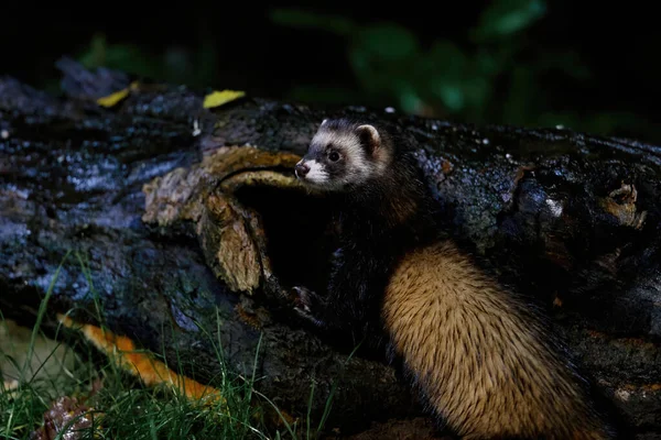 Evropský Polecat Mustela Utorius Hledající Jídlo Noci Lesích Drenthe Nizozemsku — Stock fotografie