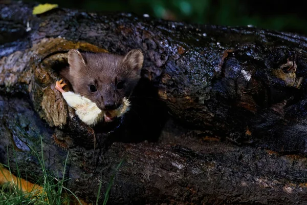 Beech Marten Martes Foina Také Známý Jako Kámen Mramor Dům — Stock fotografie