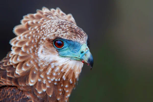 Portrét Mladistvého Bateleura Terathopius Ecaudatus Národním Parku Kruger Jižní Africe — Stock fotografie