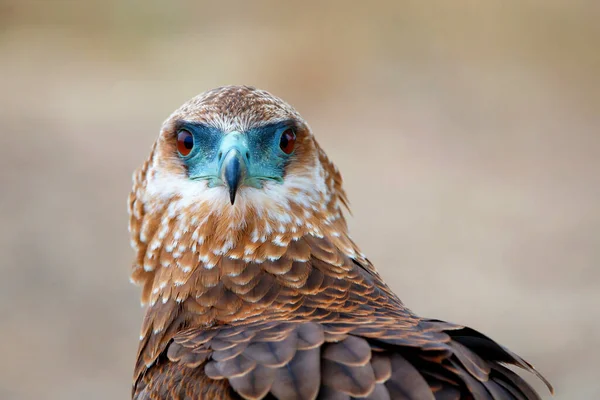 Portret Van Een Jonge Bateleur Terathopius Ecaudatus Kruger National Park — Stockfoto