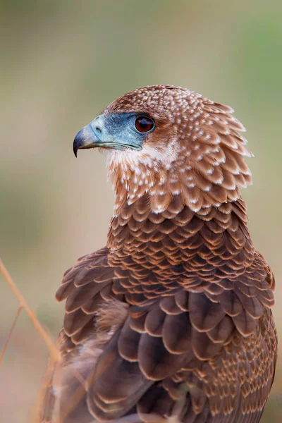 Portrét Mladistvého Bateleura Terathopius Ecaudatus Národním Parku Kruger Jižní Africe — Stock fotografie