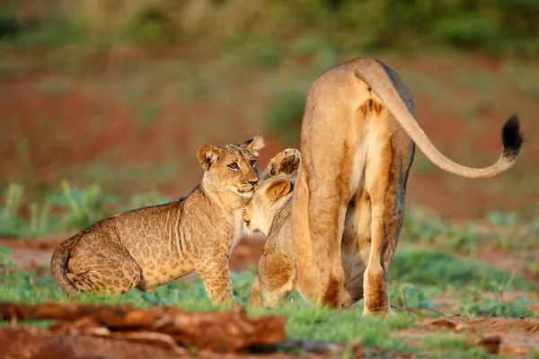 Löwin Spaziert Mit Ihrem Verspielten Jungtier Einem Wildreservat Nahe Der — Stockfoto
