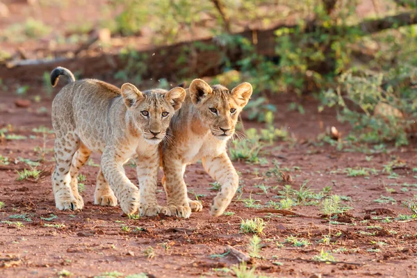 León Cachorro Caminando Zimanga Game Reserve Cerca Ciudad Mkuze Sudáfrica —  Fotos de Stock
