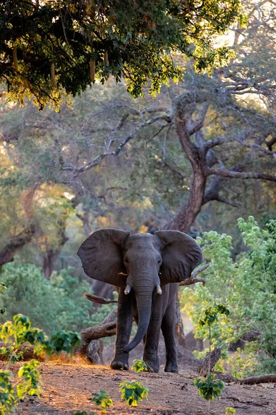 ジンバブエのマナプール国立公園の河川敷で夕日の乾季の終わりに食べ物を探している象の雄牛 — ストック写真