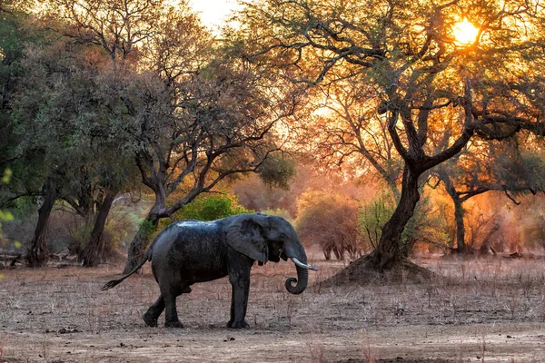 Elefántbika Élelmet Keres Száraz Évszak Végén Naplementekor Mana Pools Nemzeti — Stock Fotó