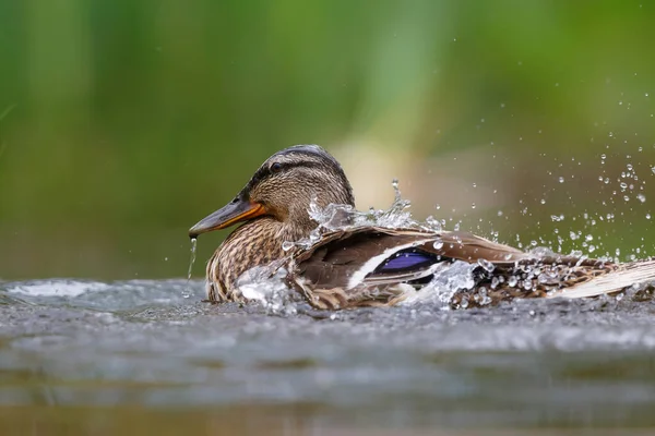 Patos Reais Selvagens Anas Platyrhynchos Que Tomam Banho Bebem Numa — Fotografia de Stock