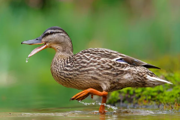 荷兰的野鸭或野鸭 Anas Platyrhynchos 雌性在池塘里洗澡和喝水 — 图库照片