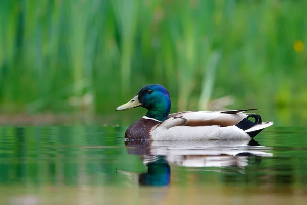 Mallard Wild Duck Anas Platyrhynchos Male Swimming Pond Netherlands Green — стоковое фото