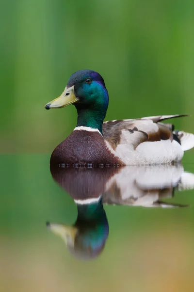 Mallard Wild Duck Anas Platyrhynchos Male Swimming Pond Netherlands Green — стоковое фото