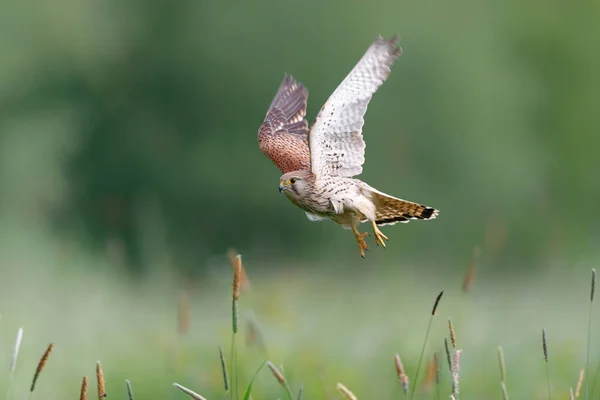 Kestrel Falco Innunculus Vliegend Weilanden Nederland — Stockfoto