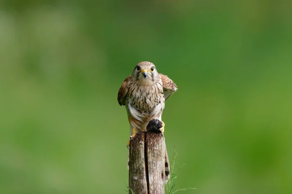 Turmfalke Falco Innunculus Frisst Eine Maus Auf Einer Stange Auf — Stockfoto