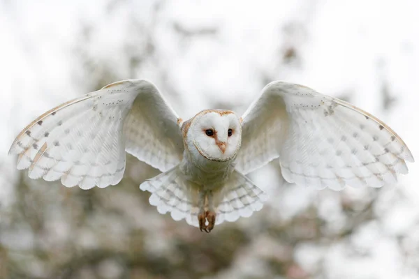 Baharda bir meyve bahçesinde uçan baykuş (Tyto alba). Pembe çiçek arka planı. Noord Brabant Hollanda 'da.