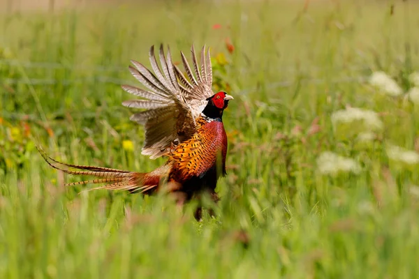 Pheasant Berleher Cincin Phasianus Colchicus Jantan Menunjukkan Warna Warna Indahnya — Stok Foto