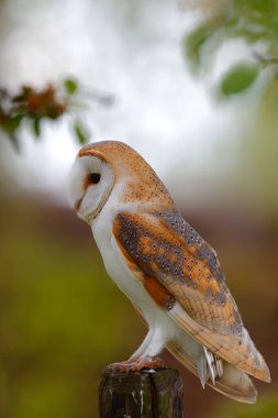 Hollanda, Noord Brabant 'ta bir meyve bahçesinde bir direğin üzerinde oturan ahır baykuşu (Tyto alba).