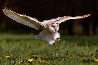 Ahır baykuşu (Tyto alba) ilk uçuş derslerini baharda bir meyve bahçesinde alıyor. Noord Brabant Hollanda 'da.