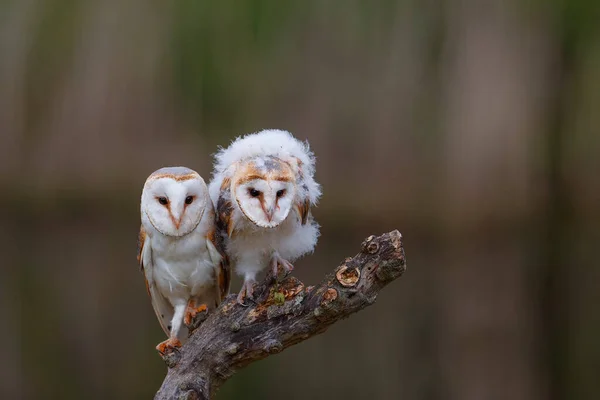Hollanda 'da, Noord Brabant' ta sazlığın koyu bir arka planına sahip bir dalda oturan aile baykuşu (Tyto alba)..