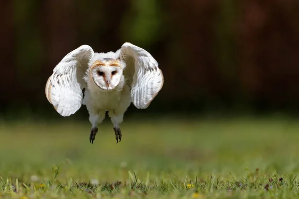 Barbagianni Tyto Alba Giovane Prendendo Sue Prime Lezioni Volo Frutteto — Foto Stock