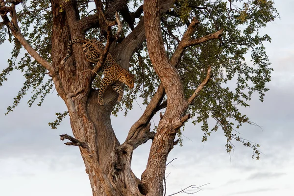 보츠와 구획에 구역에 나무에 Panthera Pardus — 스톡 사진