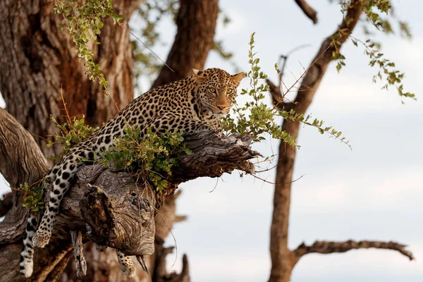 Leopardo Panthera Pardus Uma Árvore Final Tarde Uma Reserva Caça — Fotografia de Stock