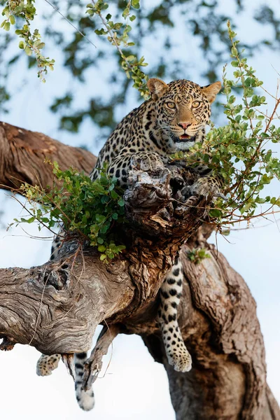 Luipaard Panthera Pardus Een Boom Late Namiddag Een Wildreservaat Het — Stockfoto