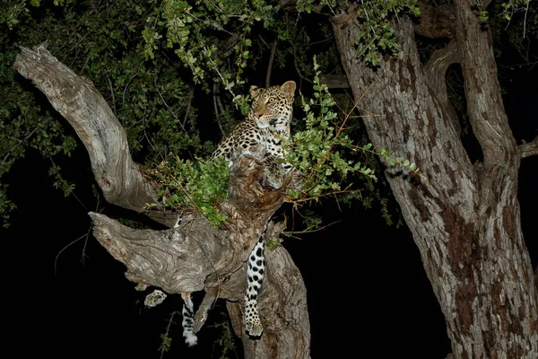 Leopard Panthera Pardus Stromě Pozdním Odpoledni Rezervaci Zvěře Bloku Tuli — Stock fotografie