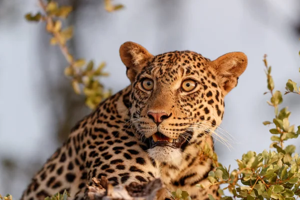 Leopard Panthera Pardus Stromě Pozdním Odpoledni Rezervaci Zvěře Bloku Tuli — Stock fotografie