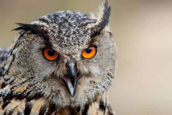 Portret Europejskiej Sowy Orłowej Bubo Bubo Siedzącej Łąkach Równym Tle — Zdjęcie stockowe