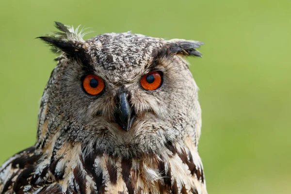 Porträtt Europeisk Örnuggla Bubo Bubo Sittande Ängarna Med Slät Bakgrund — Stockfoto