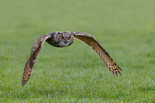 European Eagle Owl Bubo Bubo Létající Nad Loukou Gelderlandu Nizozemsku — Stock fotografie