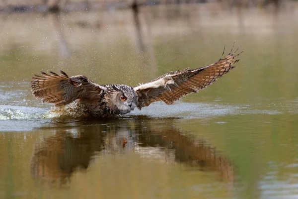Burung Hantu Elang Eropa Bubo Bubo Terbang Atas Danau Untuk — Stok Foto